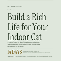 How to Build a Rich Life for Your Indoor Cat